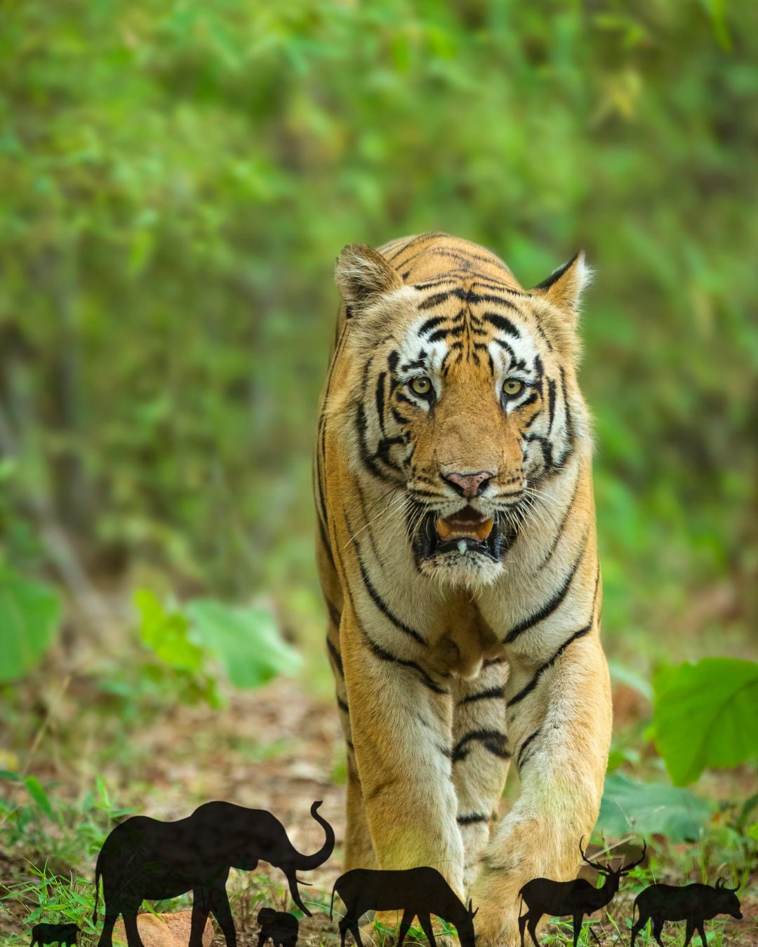 jim corbett 1